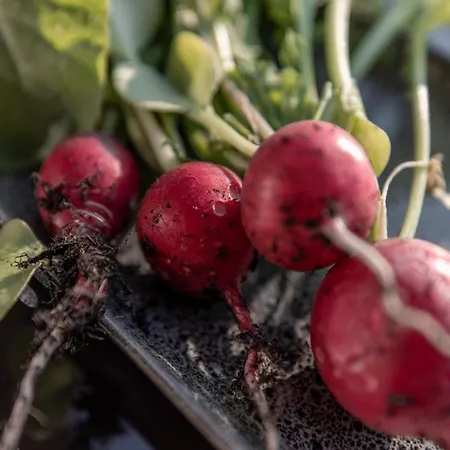 Biohof Ebengut Ξενοδοχείο με διαμερίσματα Maria Alm am Steinernen Meer